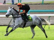 Captain Obvious strides out on the turf track at Nakayama under Mick Lockett.<br>Photo by Singapore Turf Club